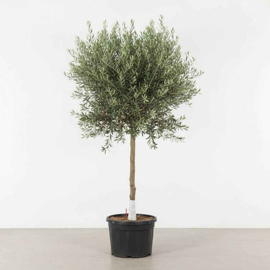 Olive Single Head Tree 2.0 - 2.5m