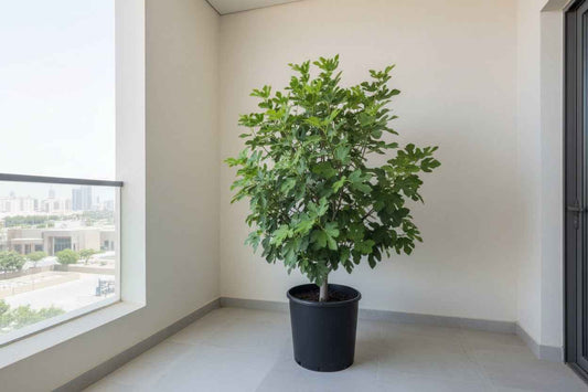 Orange Tree 1.8Mtr - 2Mtr
