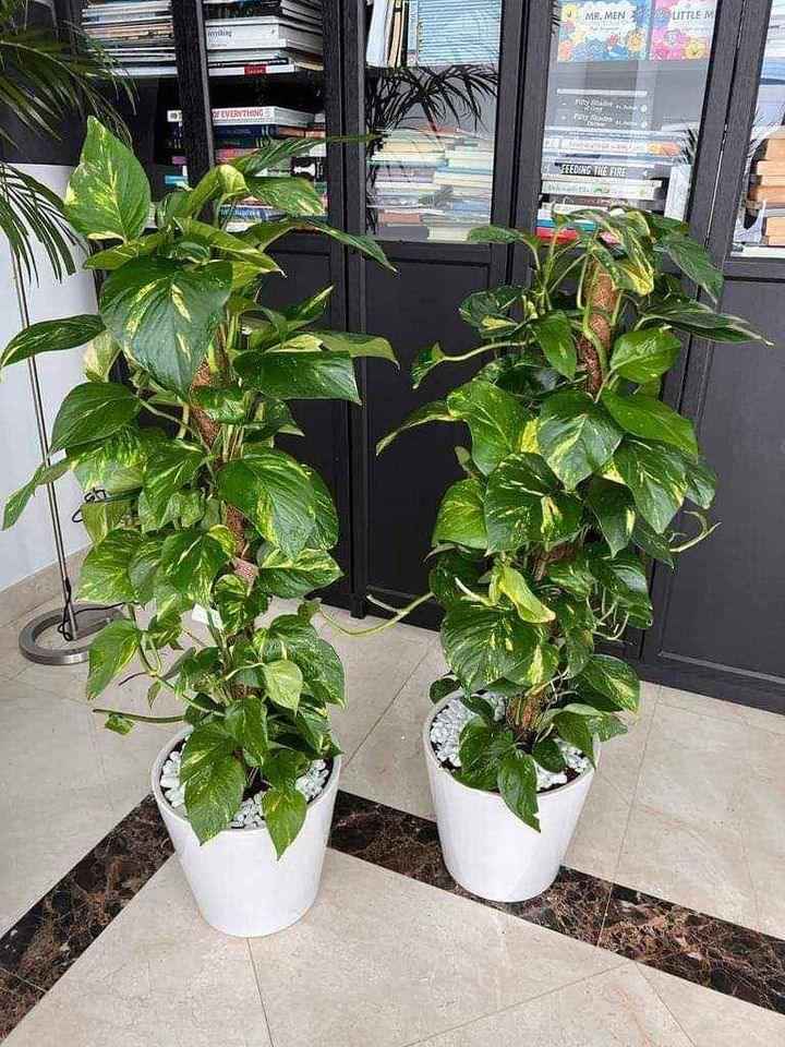 Potted Money Plant Indoor - Ceramic Pot 2Pcs 1.1mtr-1.2mtr