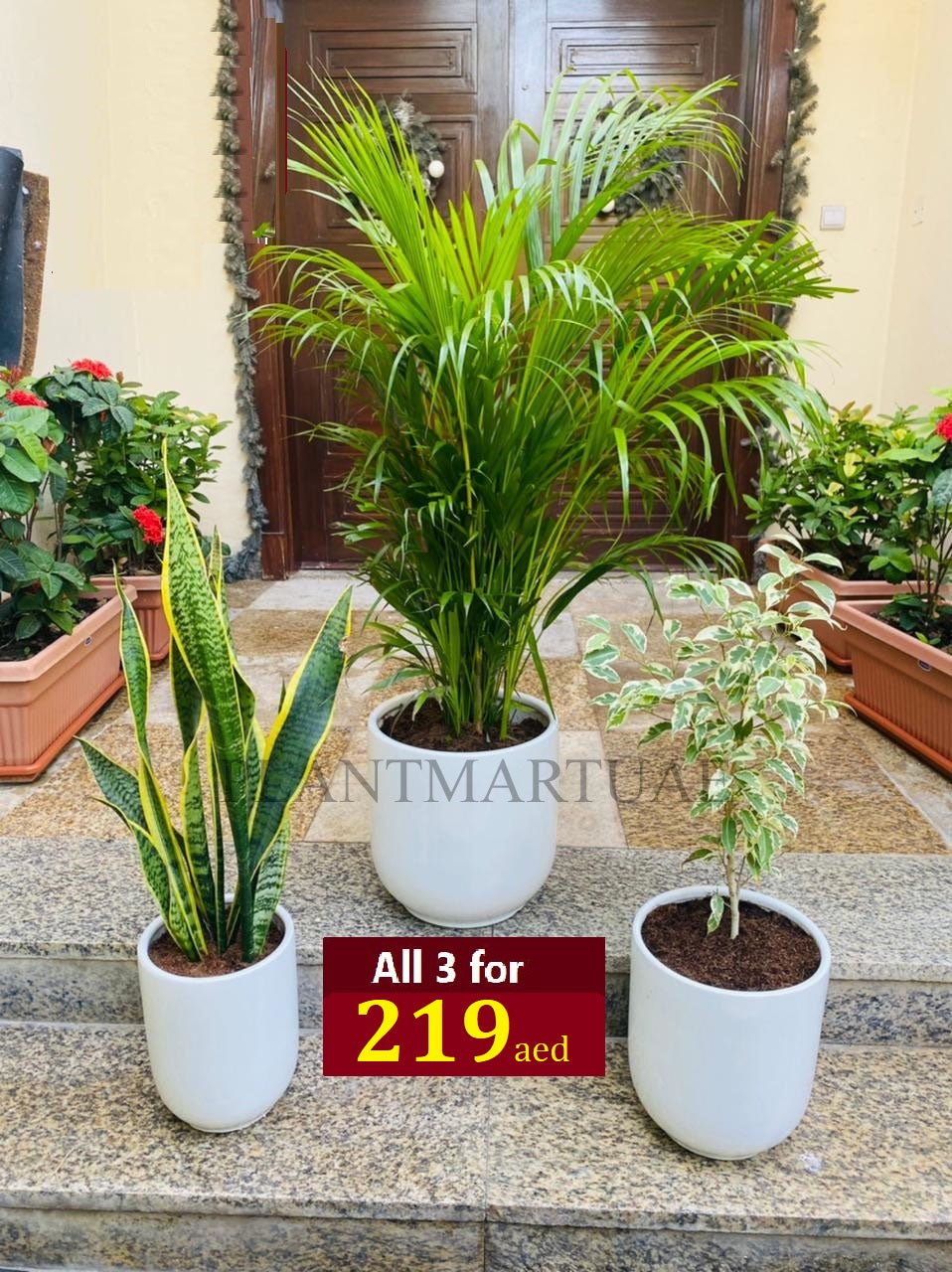 Three indoor plants in white ceramic pots displayed on steps with greenery in the background.