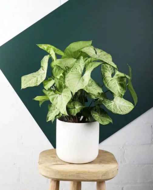 Syngonium Arrow Head 20cm-30cm | indoor plant | PlantMartAE