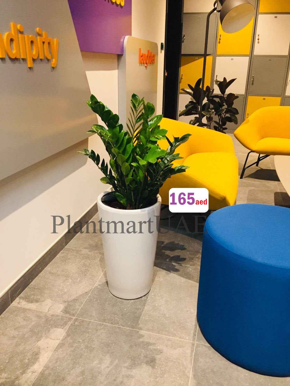 POTTED ZZ Plant in CERAMIC POT - Zamioculcas Zamiifolia - Zanzibar Gem - ZZ Plant (L)