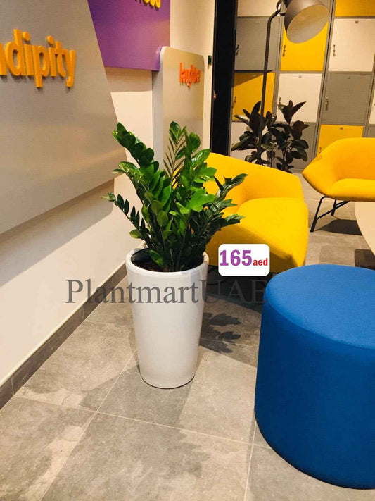 POTTED ZZ Plant in CERAMIC POT - Zamioculcas Zamiifolia - Zanzibar Gem - ZZ Plant (L)