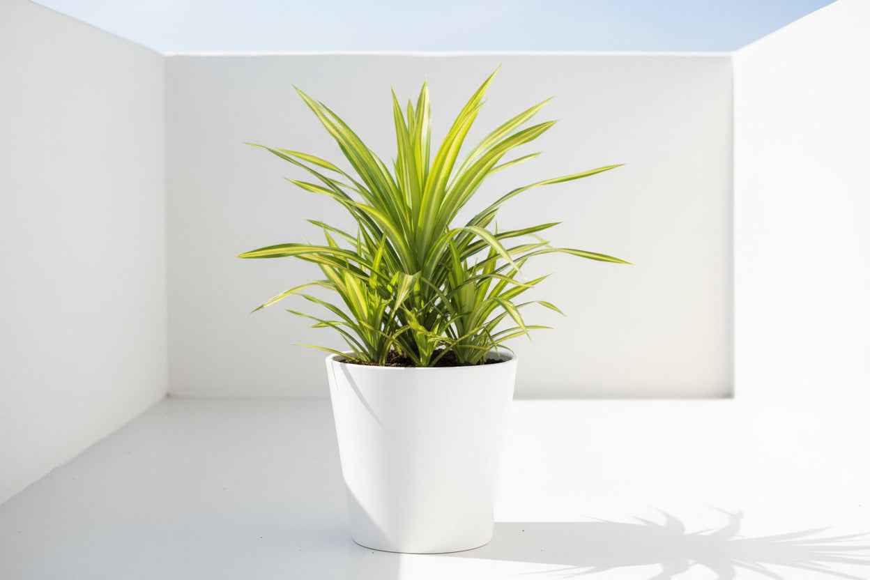Pandanus Baptistii Variegata 40cm - 50cm