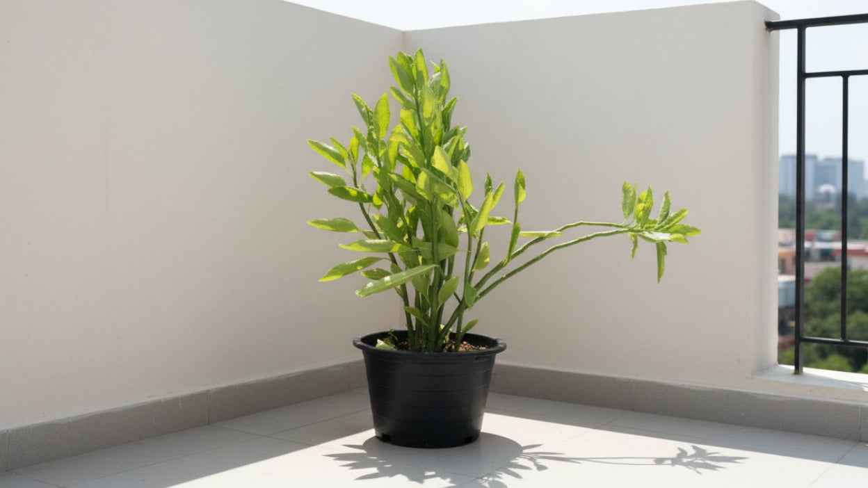 Pedilanthus Tithymaloides 40cm - 50cm