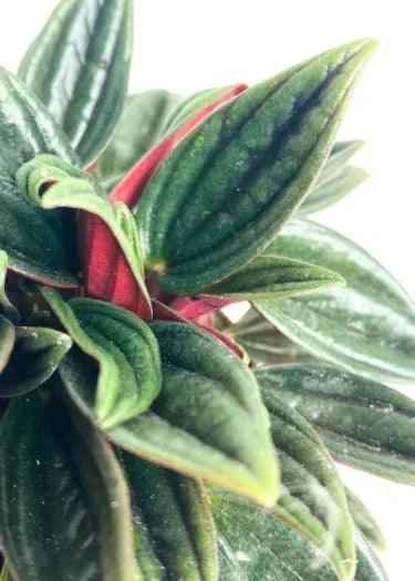 Peperomia Caperata Rosso 20cm-30cm | Money Plant Holland | Shop Best Indoor Plants at PlantMartAE.com