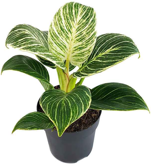 Philodendron bilkrin white 20cm-30cm
