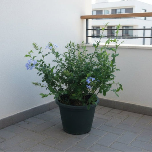 Plumbago plant with light blue flowers in a black pot on a tiled balcony