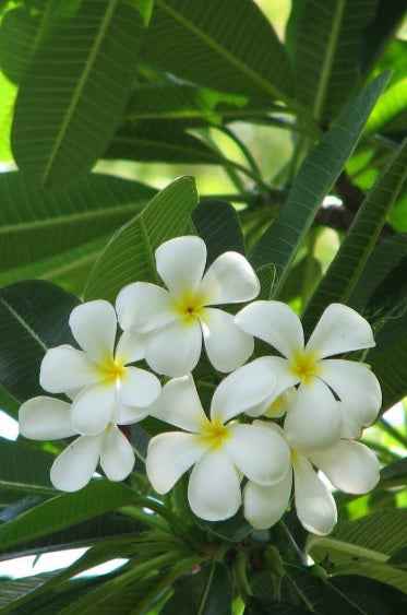 Plumeria 1.0m - 1.5m Ht