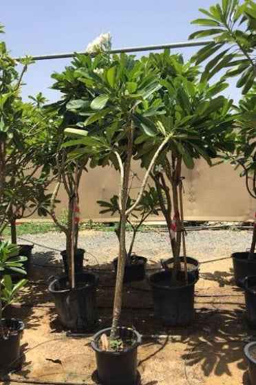 Plumeria 1.0m - 1.5m Ht