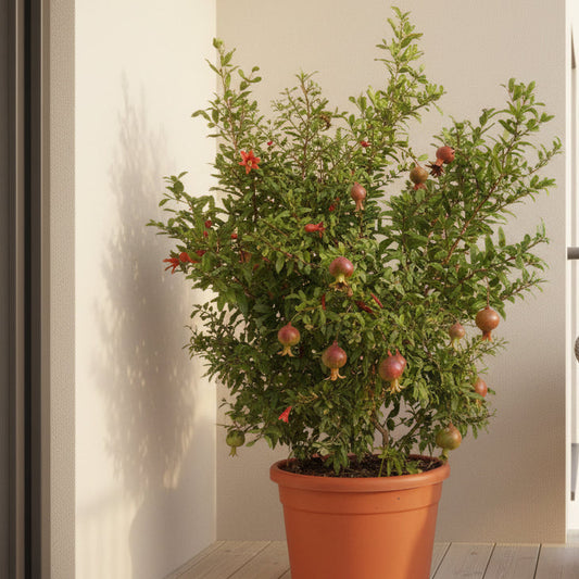 Indoor pomegranate plant with fruit in a terracotta pot on a balcony