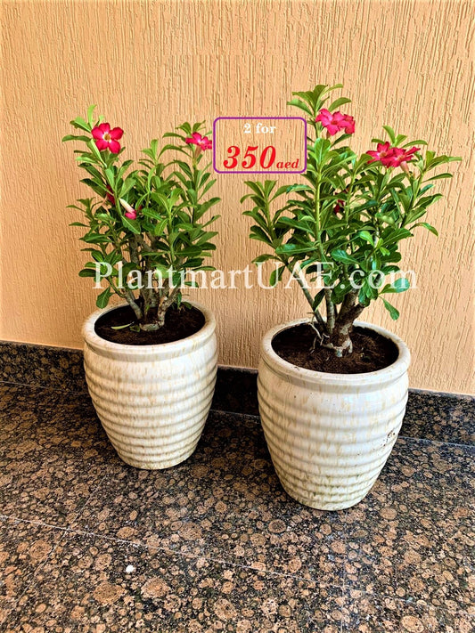 Two potted Adenium Obesum plants with pink flowers in white ceramic pots on a marble floor