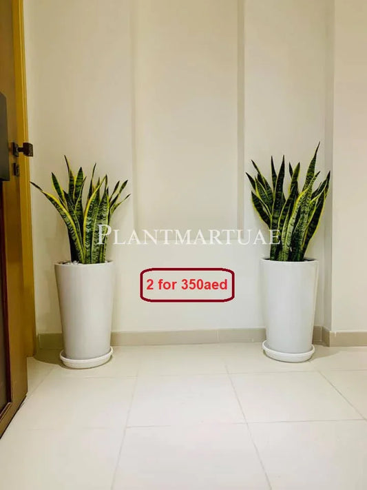Two large snake plants in white ceramic pots, indoor setting, tiled floor, special offer sign.