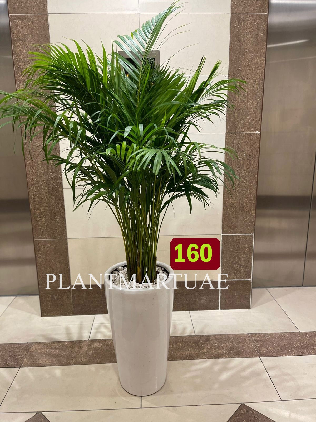 Tall indoor Areca palm in white ceramic pot with white stones, placed in a modern hallway