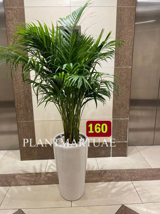 Tall indoor Areca palm in white ceramic pot with white stones, placed in a modern hallway