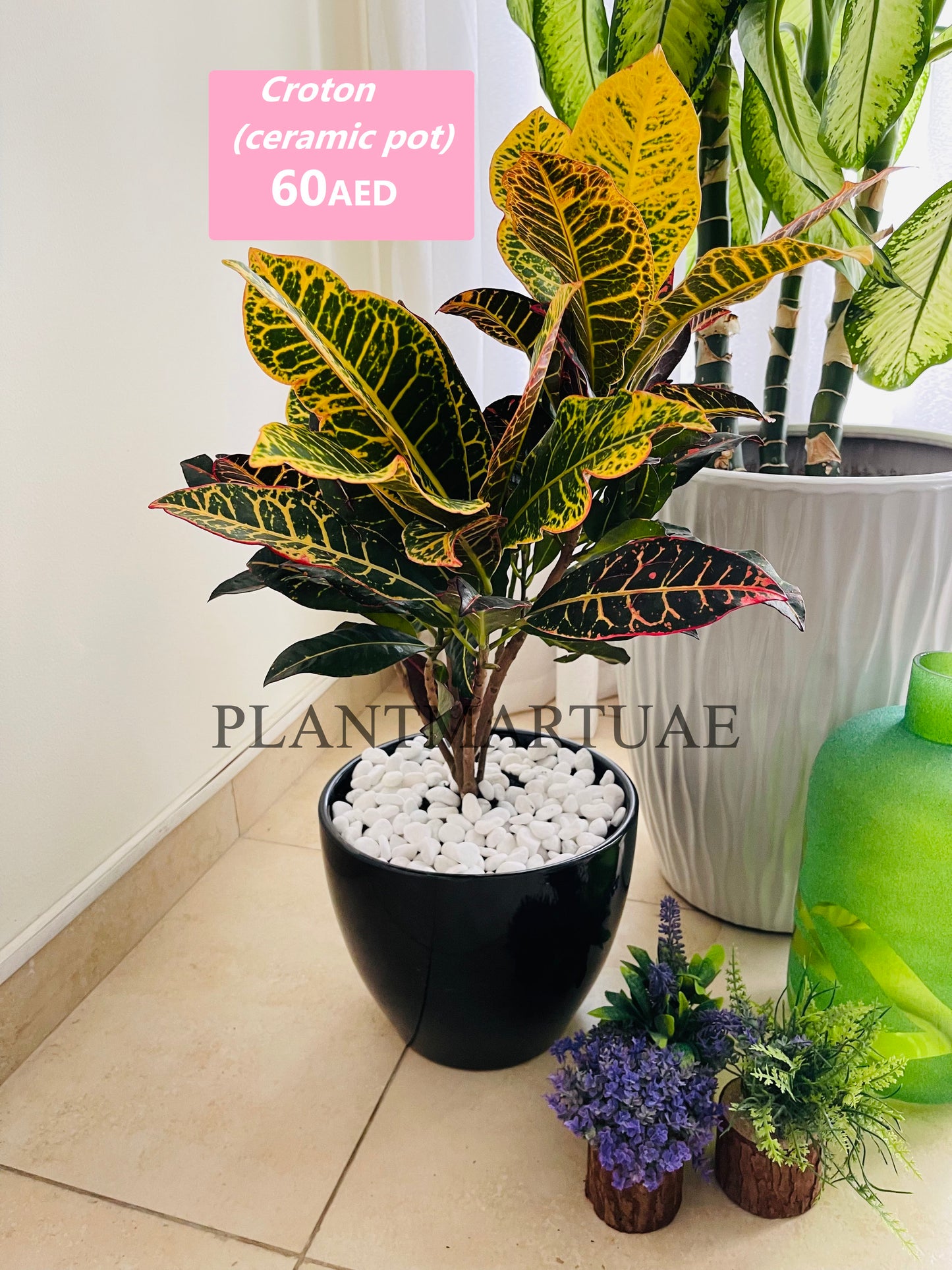 Potted Croton indoor plant with colorful leaves in black ceramic pot on tiled floor