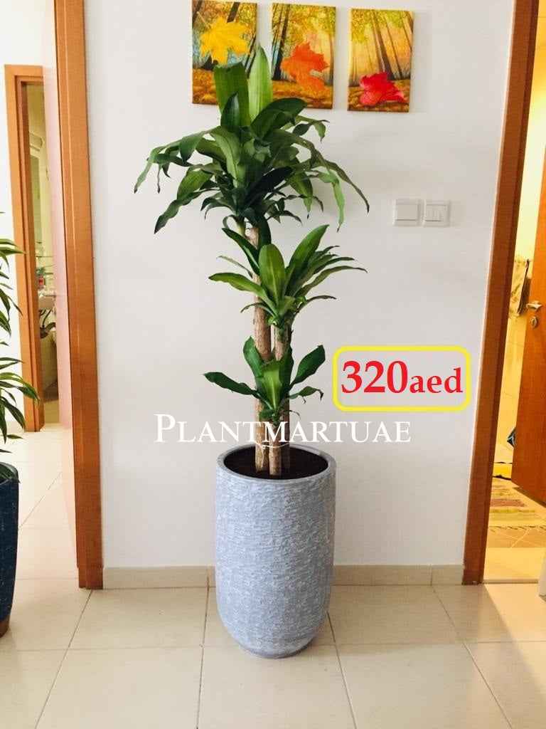 Potted Dracena Massangeana 150cm-160cm in Ceramic Pot | indoor plant | Best Online Plants shop | PlantMartUAE.com