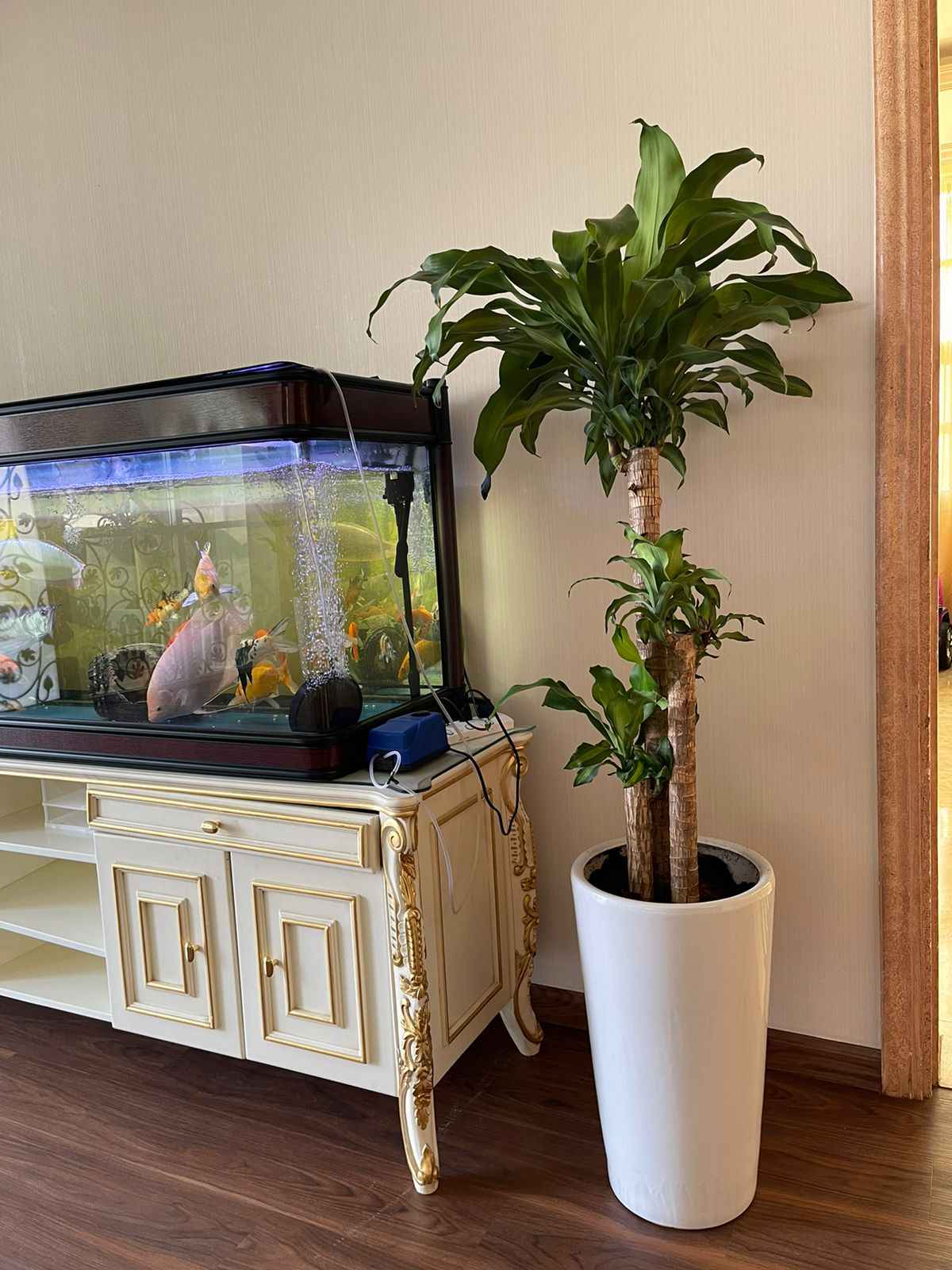 Potted Dracena Massangeana Indoor Plant 150cm-160cm in Ceramic Pot
