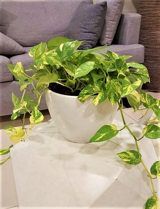 Potted money plant with variegated leaves in a white ceramic pot, indoor setting