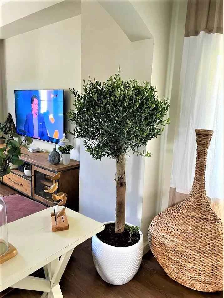 Potted Olive Tree Indoor Plant 150cm-160cm in Ceramic Pot for Home Décor