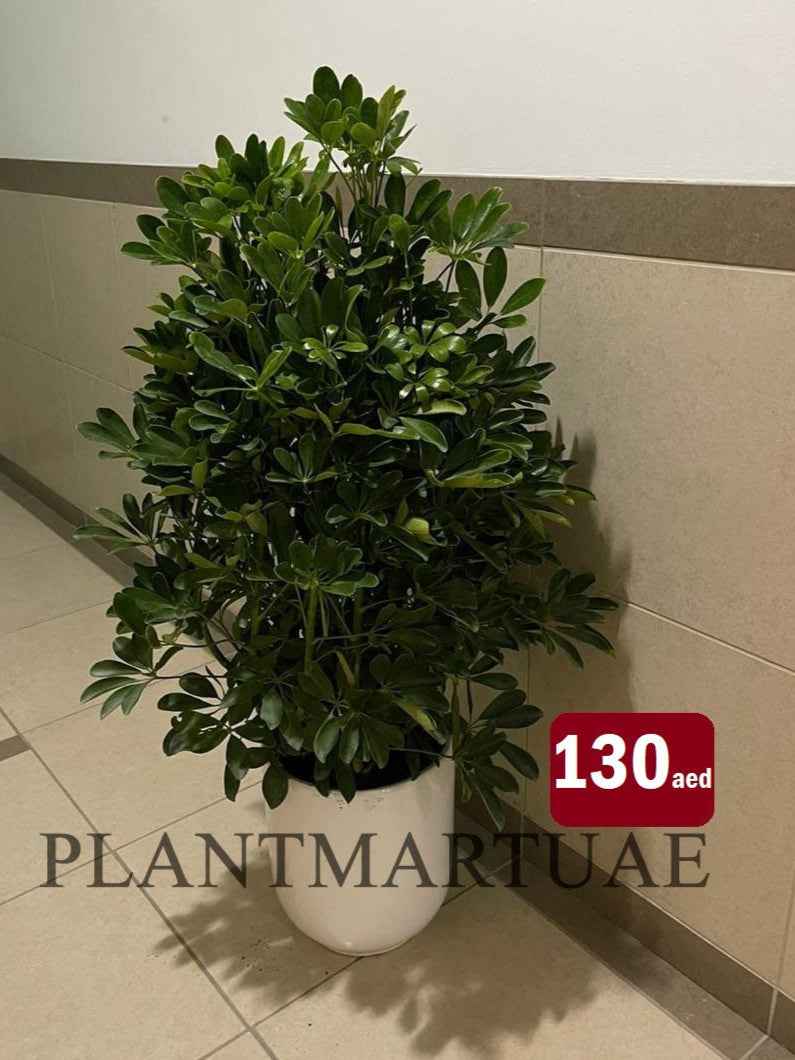 Potted Schefflera Arboricola 1mtr - Vibrant 5 Fingers Plant for Your Home