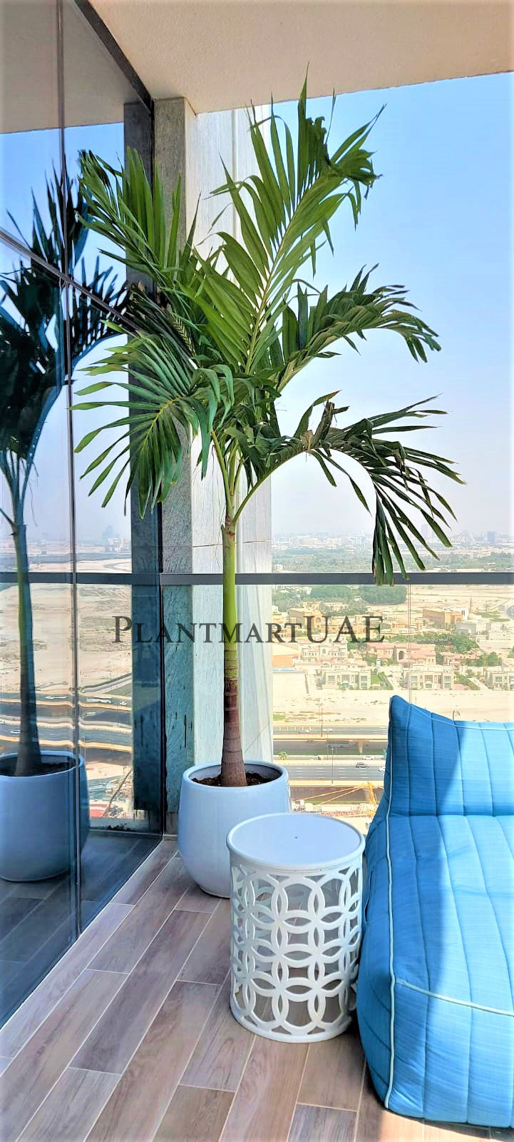 Potted Manila palm in ceramic pot on modern balcony with city view, beside blue chair