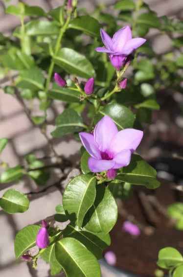 Purple Rubber Vine 80cm - 100cm