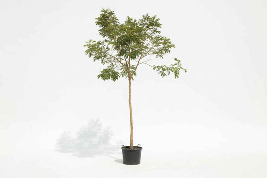 Rain Tree 2m - 2.5m