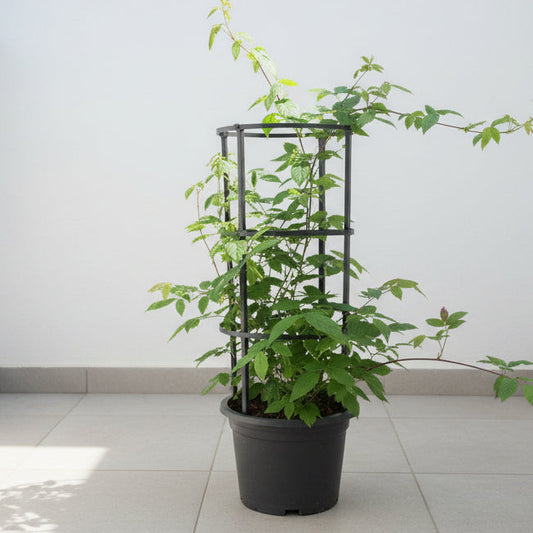 Rangoon creeper vine plant in black pot with trellis on tiled floor