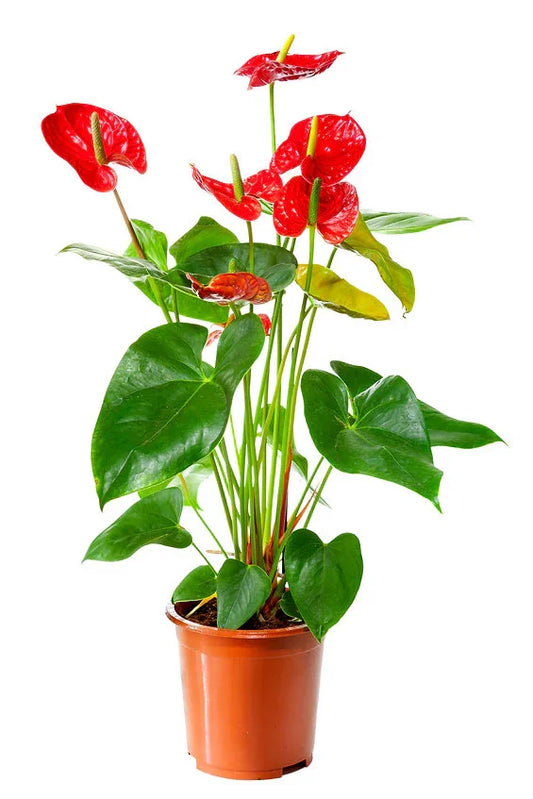 Red anthurium plant with glossy green leaves in a brown pot on a white background