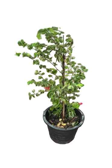 Red Powder Puff  70cm - 80cm