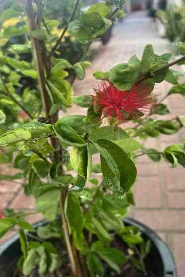 Red Powder Puff  70cm - 80cm