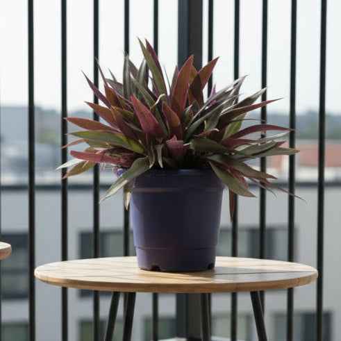 Rhoeo discolor Bushy (Moses-in-the-Cradle)Tradescantia Spathacea 30cm - 40cm
