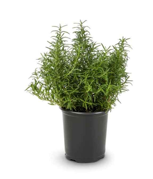 Rosemary 20cm - 30cm