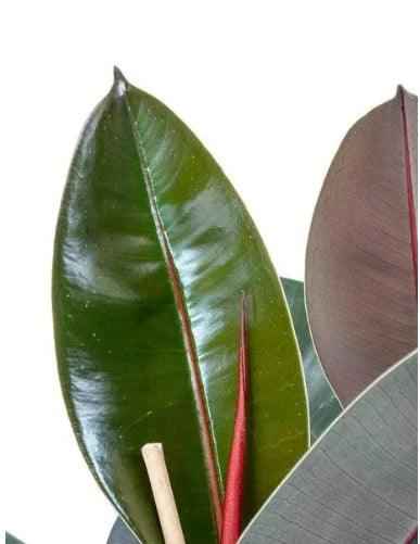 Rubber Plant Robusta 3PP 80cm-100cm