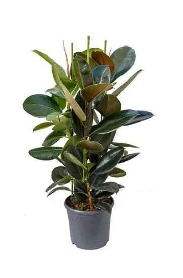Rubber Plant Robusta 3PP 80cm-100cm