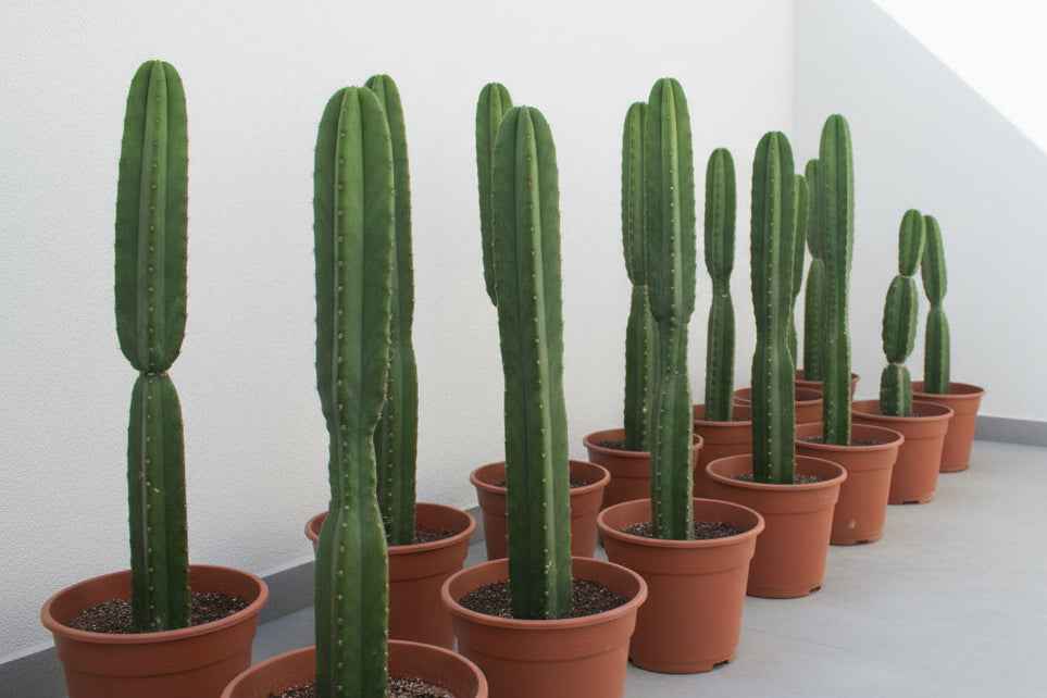 Saguaro Cactus 40cm - 60cm