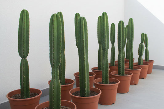 Tall saguaro cactus plants in brown pots lined up indoors against a white wall
