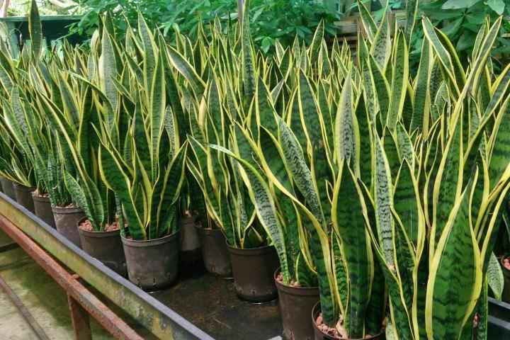 Snake Plant Indoor Large - 50cm-60cm Sansevieria for Home Decor by PlantMart