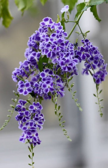 Cluster of vibrant purple Sapphire Showers flowers with green foliage, outdoor setting