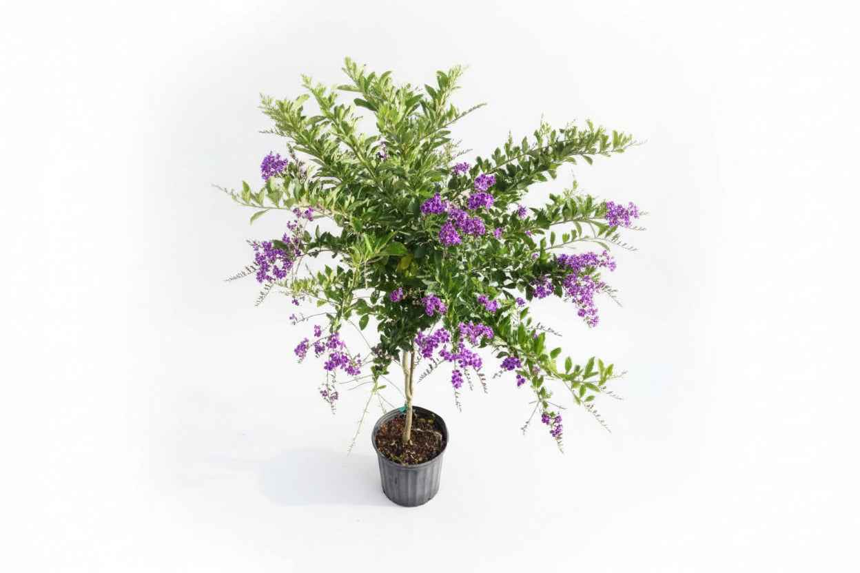 Sapphire Showers 50cm - 70cm