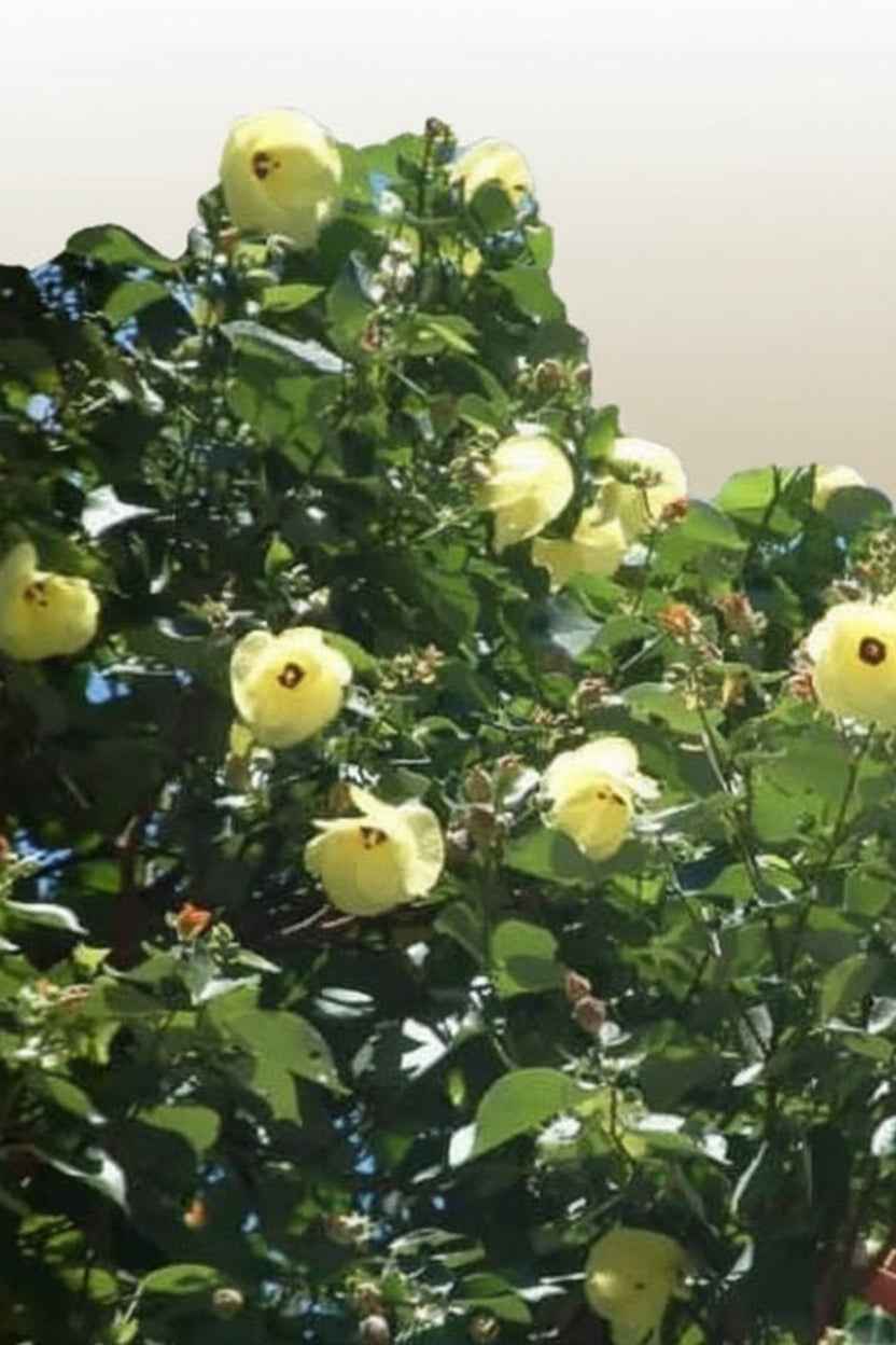 Sea Hibiscus 80cm - 100cm