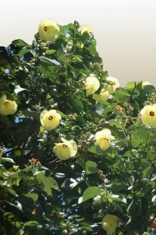 Sea hibiscus shrub with lush green leaves and yellow flowers outdoors