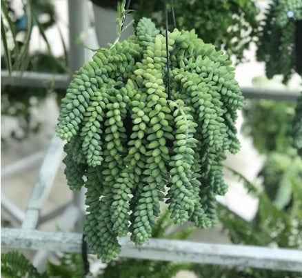 Sedum Barrito/Donkey tail