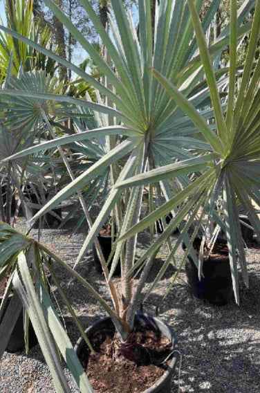 Silver Bismarck Palm 180cm - 200cm