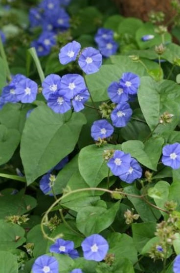 Sky blue cluster vine flowers with heart-shaped green leaves, outdoor garden plant