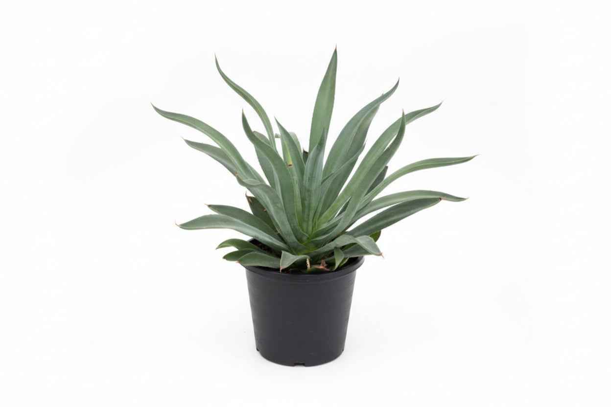 Smooth Agave 40cm - 60cm