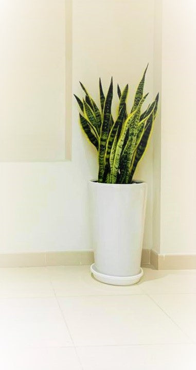 Snake plant in a large white ceramic pot placed in a modern indoor corner