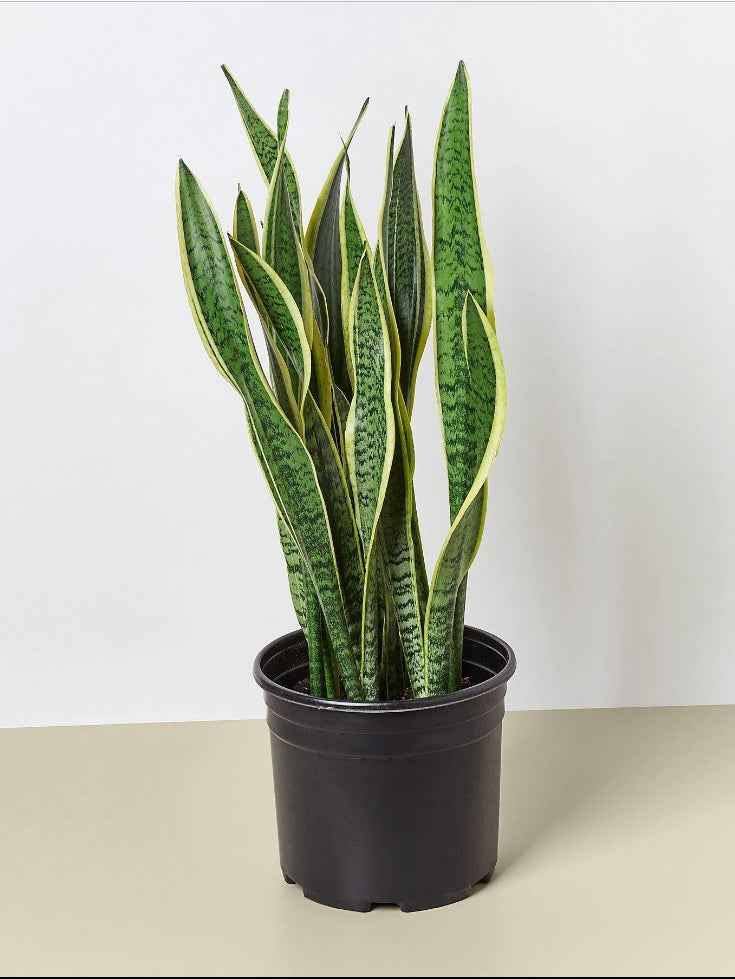 Snake Plant Indoor Large - 50cm-60cm Sansevieria for Home Decor by PlantMart