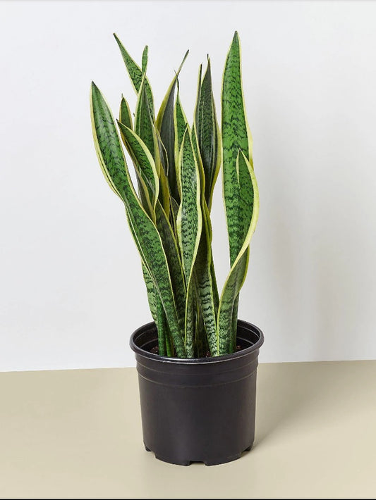 Tall snake plant in black plastic pot, Sansevieria indoor houseplant with upright green leaves